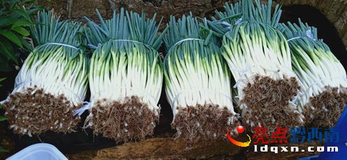 烏沙鎮(zhèn)牛膀子村 無(wú)公害蔬菜喜獲豐收，新鮮零售惠及民生