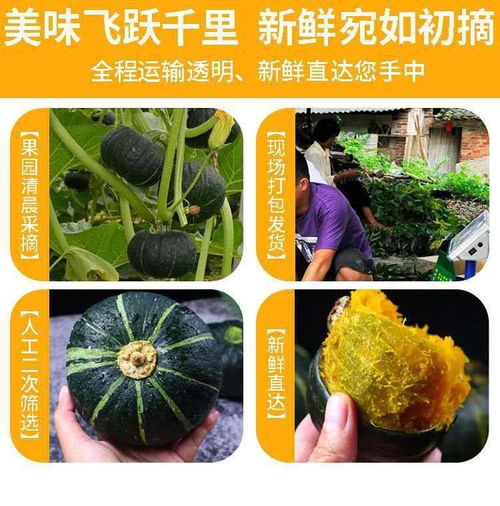 板栗南瓜 新鮮粗糧，寶寶輔食優(yōu)選