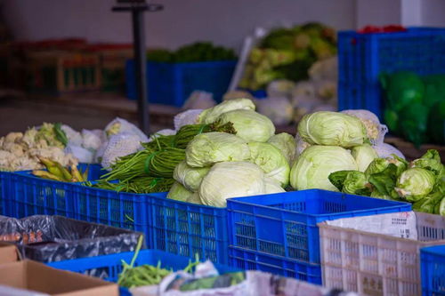 萬山首個農產品批發集散中心今日開業，新鮮蔬菜批發助力鄉村振興