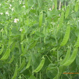 采購高性價蔬菜？選擇農產品電商城