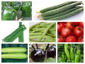 今日蔬菜批發(fā)價(jià)行情速覽——聚焦莘縣婁莊蔬菜水果產(chǎn)銷基地