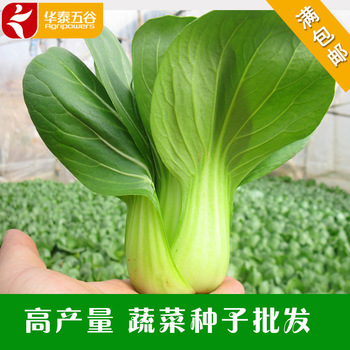 高產(chǎn)青梗菜種子批發(fā) 選丹萍蔬菜，獲株型優(yōu)、芽率高、產(chǎn)量豐