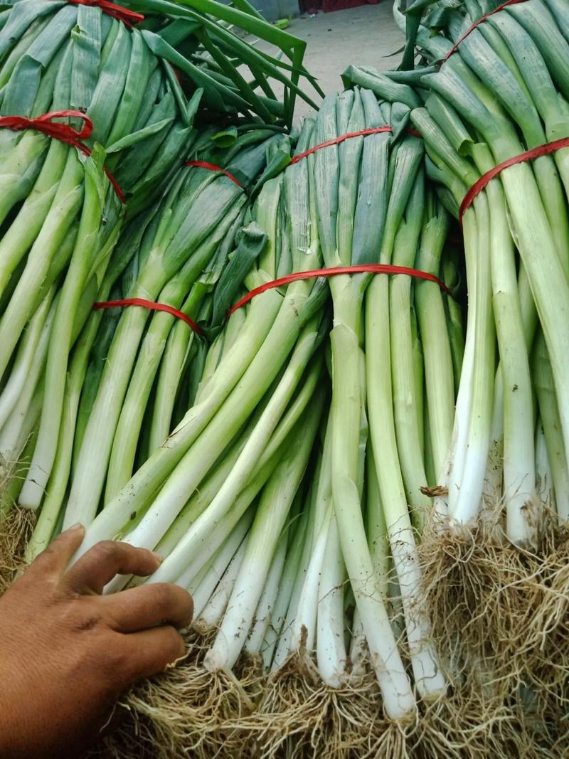 專業(yè)蔬菜批發(fā)配送 為工廠、學(xué)校、醫(yī)院食堂提供新鮮保障